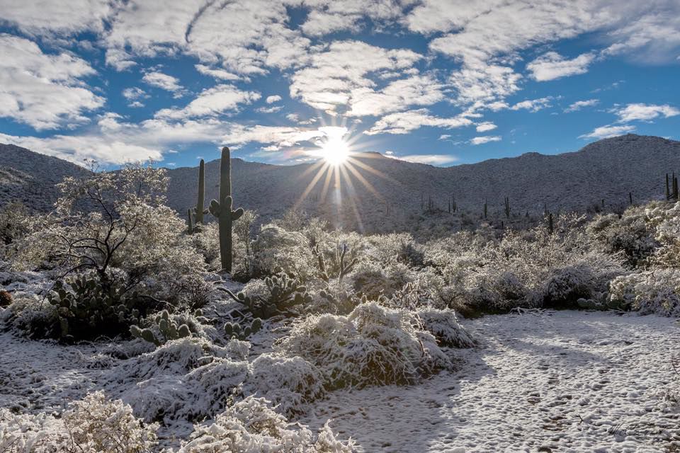 Snow in Saguaro National Park West